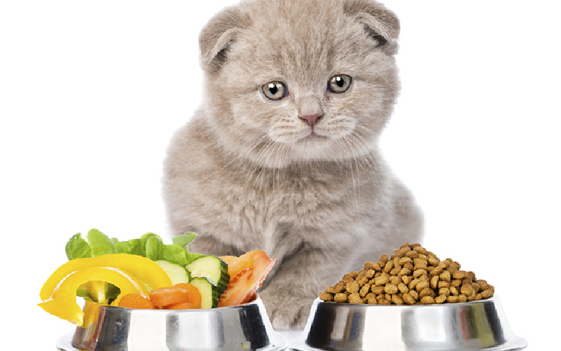Cat Care: Feeding and Nutrition Guide