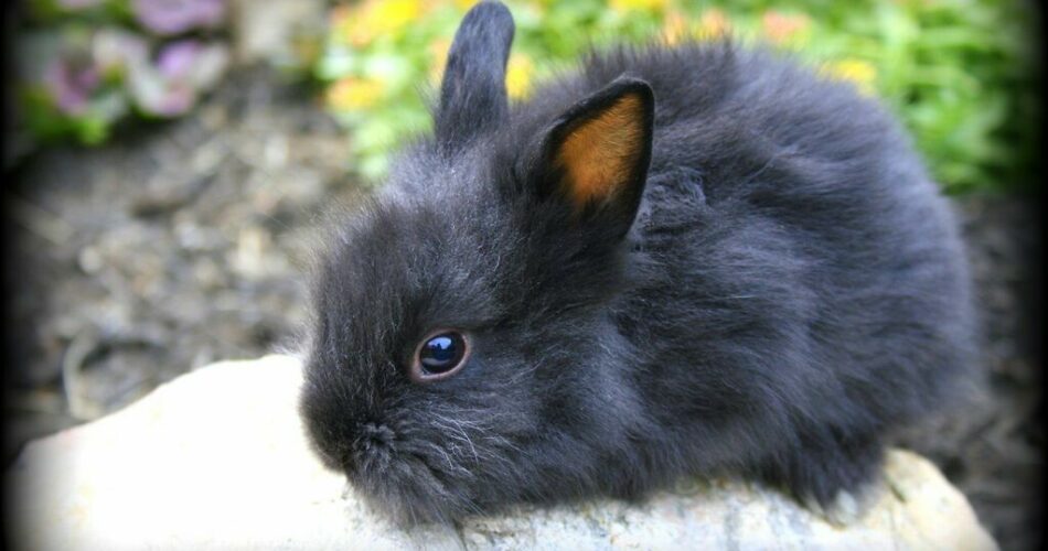 Lionhead Rabbit 1024x585 1