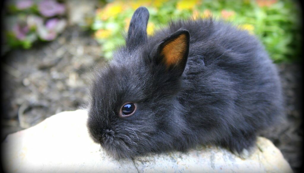Common Diseases in Pet Rabbits, How to Prevent and Treat Them?