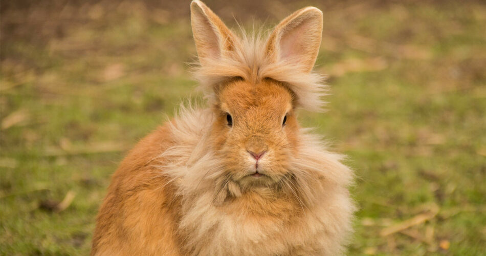 Lionhead Rabbit