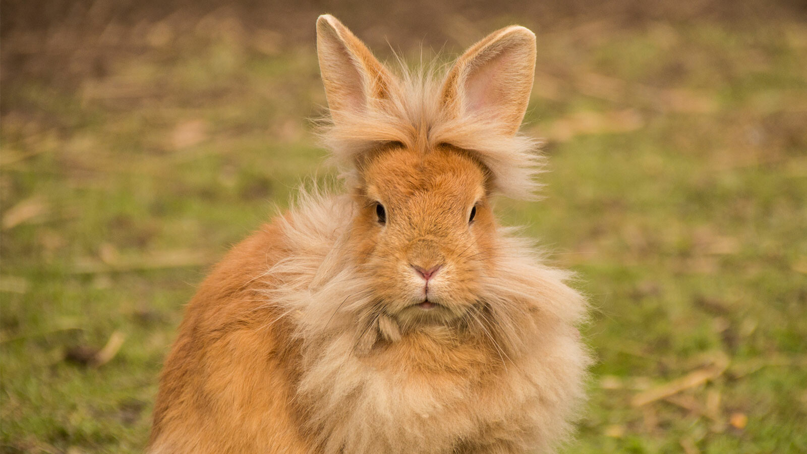 What is The Lionhead Rabbit?